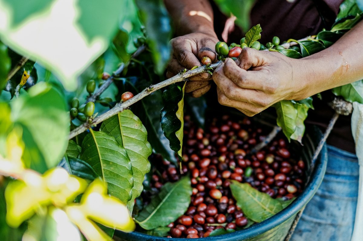 Hands picking ripe red coffee cherries from the branch into a basket