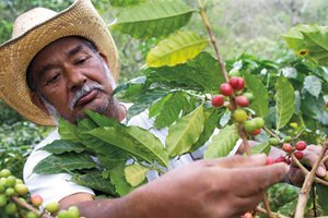 Picking ripe coffee cherries by hand
