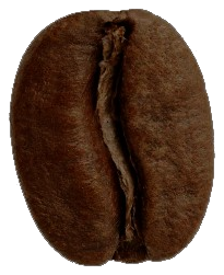 Italian roast bean